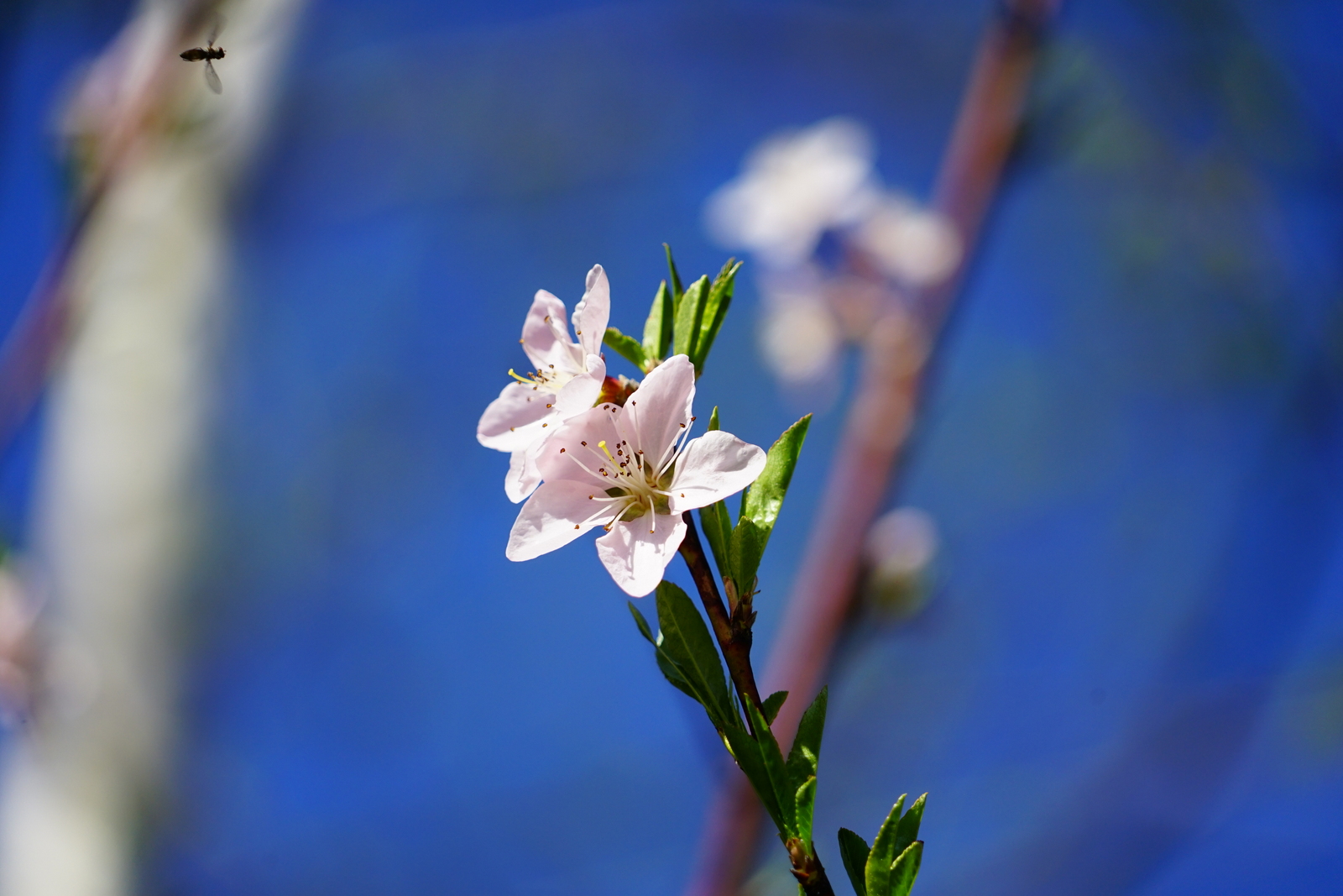 peach blossom New Hampshire Anura Guruge Sony a7 II