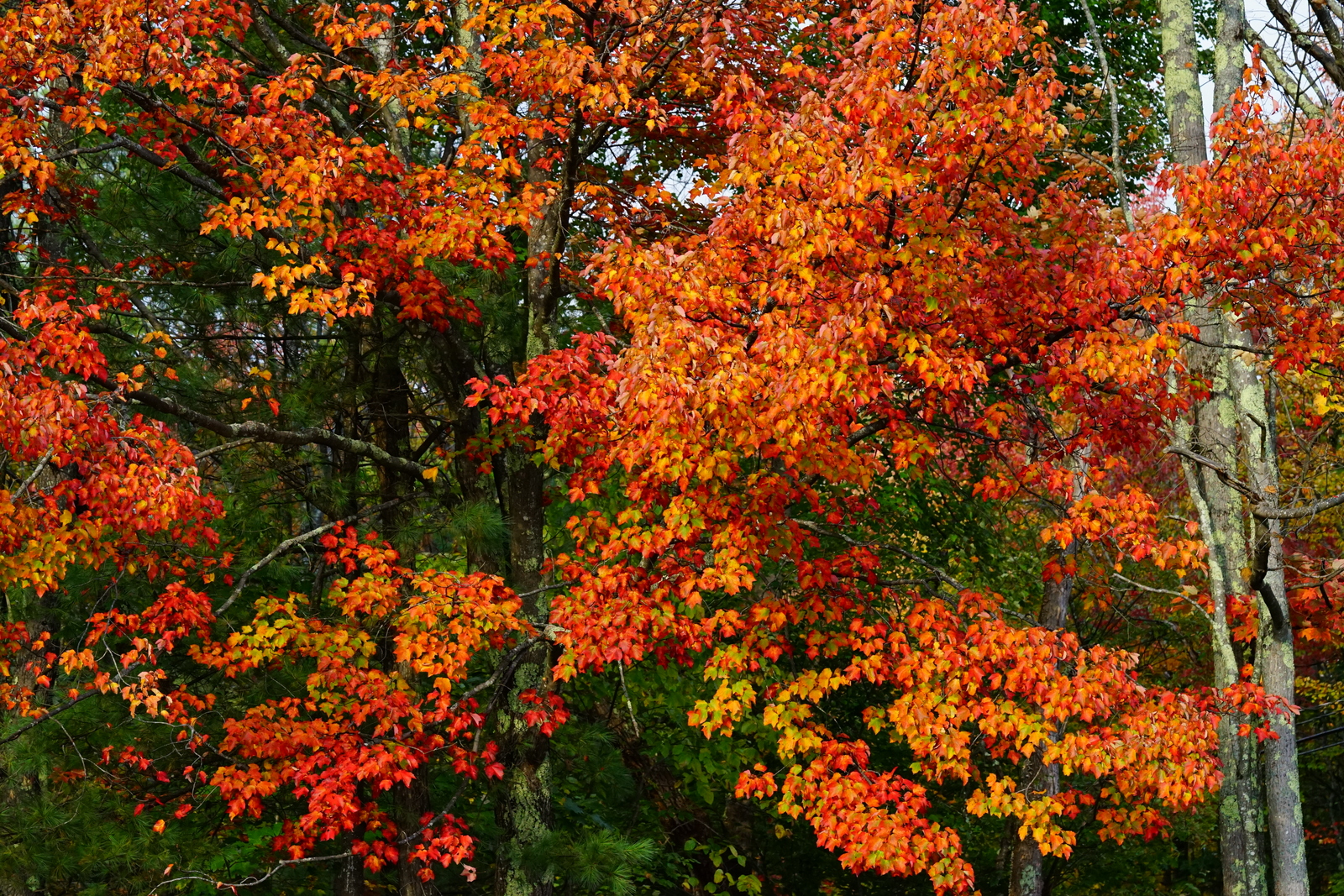 brilliant New Hampshire fall foliage 2018  Anura Guruge Sony a7 II