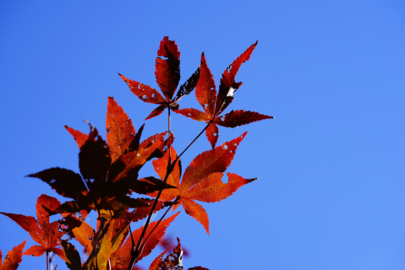 red leaves against a blue sky Anura Guruge Sony a7 II